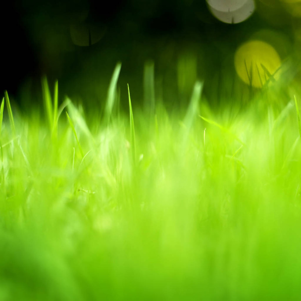 Green grass background  - Photo, Image