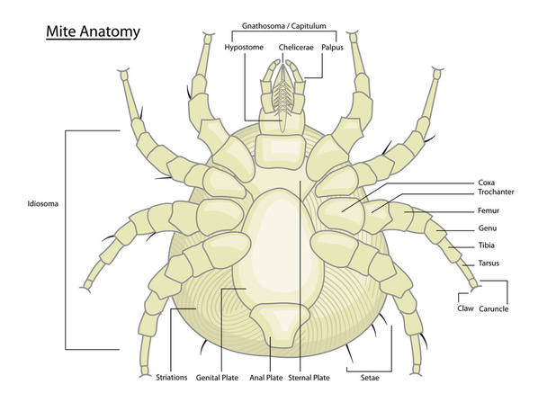 Dust Mite or Tick Anatomy with labels - Vector, Image