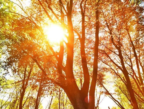 秋の森のシーン - 写真・画像