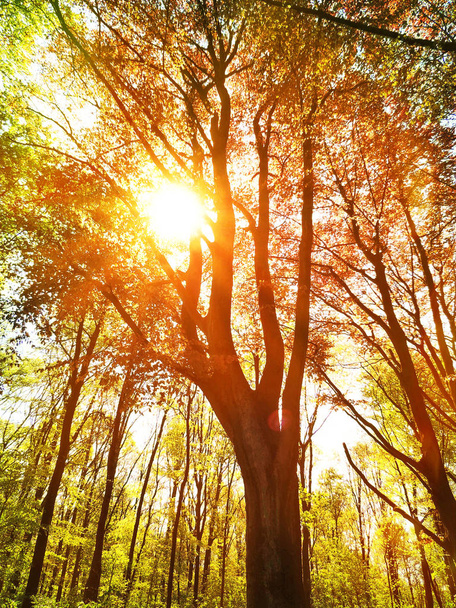 herfst bos scène - Foto, afbeelding
