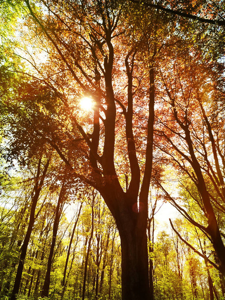 Autumn forest scene - Zdjęcie, obraz