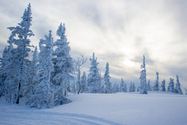 Panoramic view of snow mountain with frozen trees and snow-cover - Valokuva, kuva