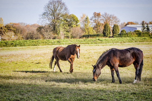 two horses on a meadow - Foto, afbeelding