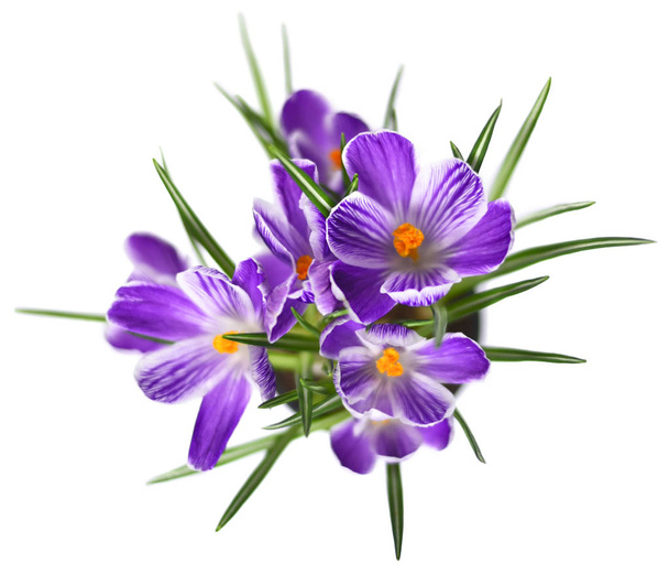 Фіолетові крокуси або квіти
 - Фото, зображення