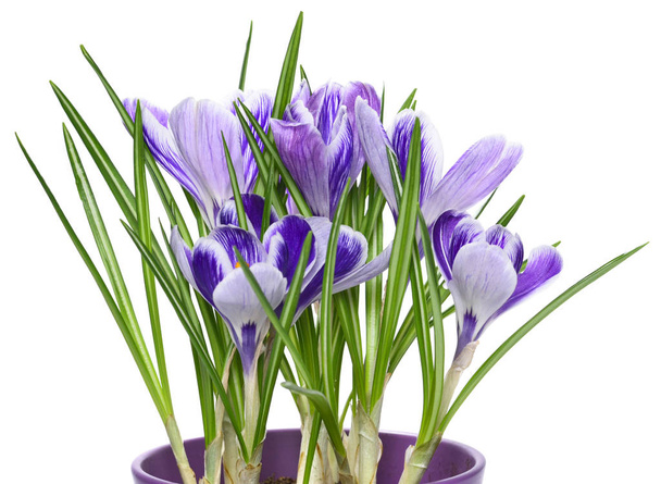 紫のクロッカスやクロッカスの花 - 写真・画像