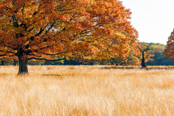 Podzimní scéna v parku Richmond - Fotografie, Obrázek