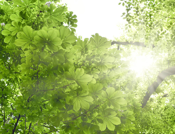 Forêt mixte avec rayon de soleil
 - Photo, image