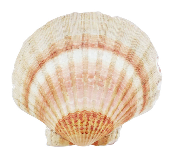 Sea shell of conch - Foto, afbeelding