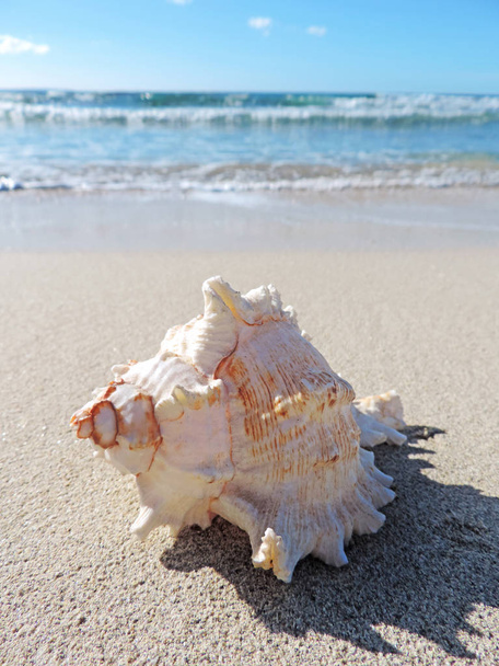muszla conch na plaży - Zdjęcie, obraz