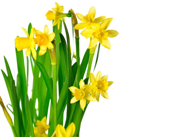 Narcisos amarillos en flor
 - Foto, imagen