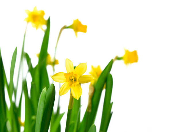 Žlutá, kvetoucí narcisy - Fotografie, Obrázek