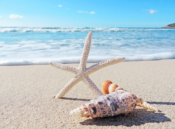Conch schelpen op het strand - Foto, afbeelding