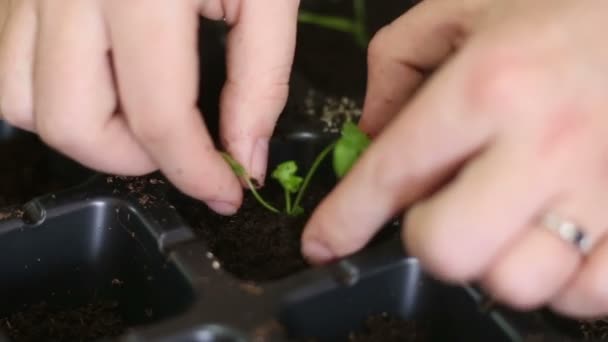 Gärtner verpflanzt Sellerie-Setzlinge in einzelne Töpfe - Filmmaterial, Video
