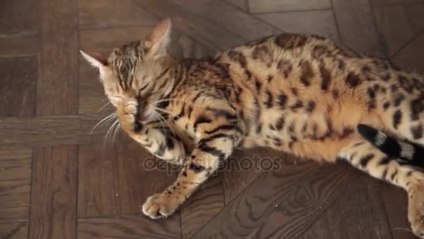 Bengálsko kočka olizuje pow - Záběry, video