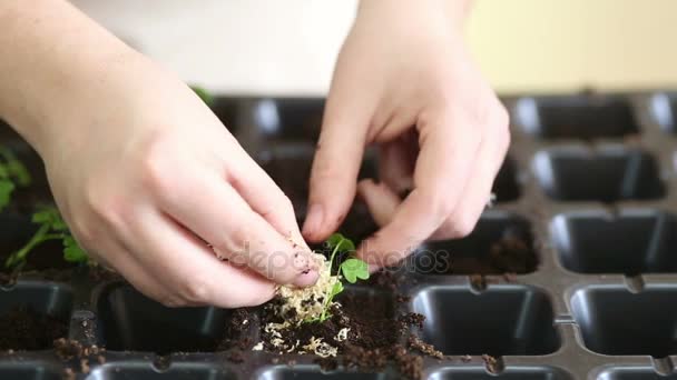Gärtner mulcht Sellerie-Setzlinge nach dem Umpflanzen - Filmmaterial, Video