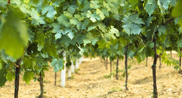 Videira em vinha no Outono - Uvas de vinho antes da colheita
 - Foto, Imagem