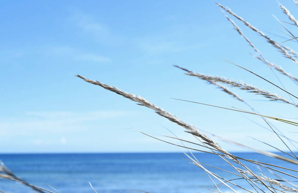 Scenę plaża z trzciny - Zdjęcie, obraz