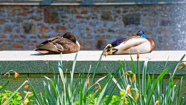 Kachny v zahradě v Karlových Varech - Fotografie, Obrázek
