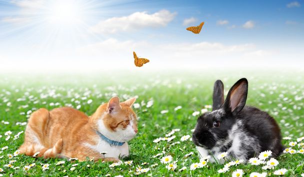 Lindo conejo con gato
 - Foto, Imagen