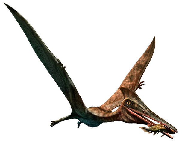 Pterodactylus Ilustración 3D
 - Foto, imagen
