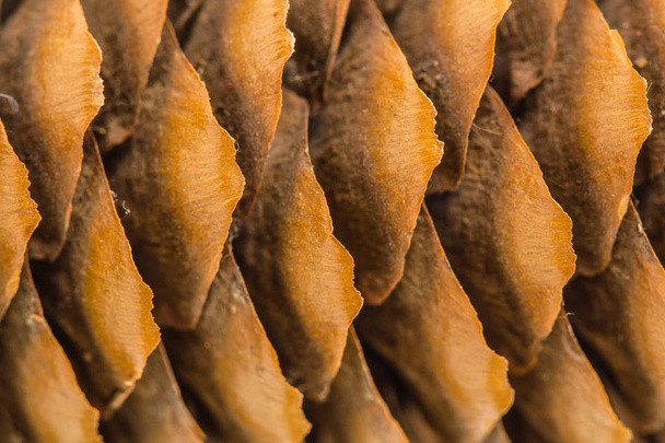 Beautiful background from  pine cones  - Φωτογραφία, εικόνα