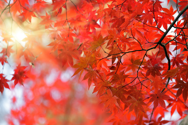 árbol de arce rojo japonés
 - Foto, Imagen