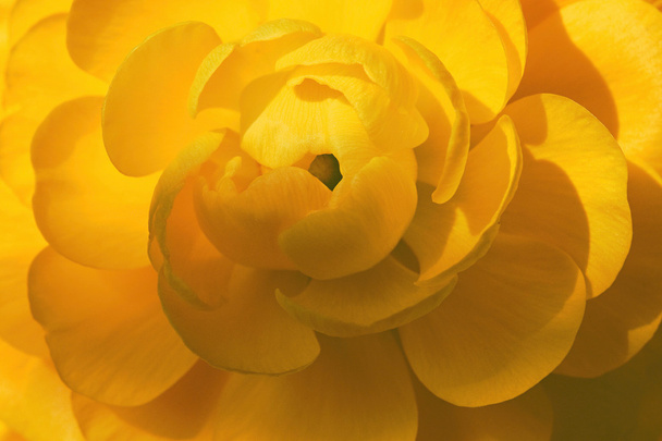 Closeup of yellow flower - Fotoğraf, Görsel