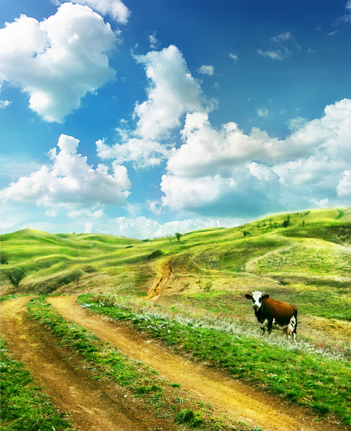 bir yaz çayır inek - Fotoğraf, Görsel