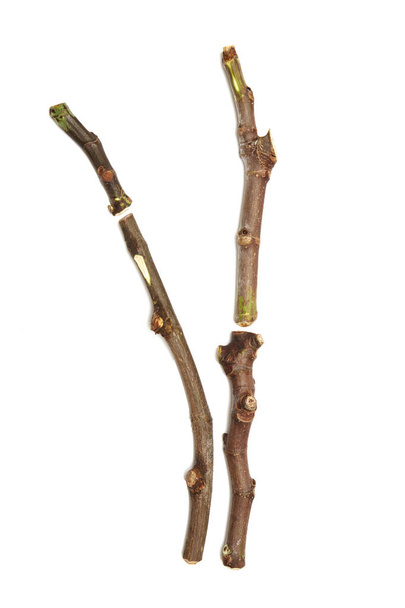 fügefa fekete madeira dugványok (csemeték) - Fotó, kép