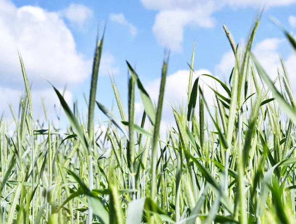 Green wheat field or rye field - Φωτογραφία, εικόνα