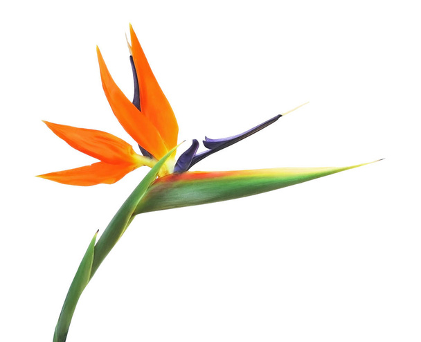 Paradiesvogel Blume, isoliert  - Foto, Bild