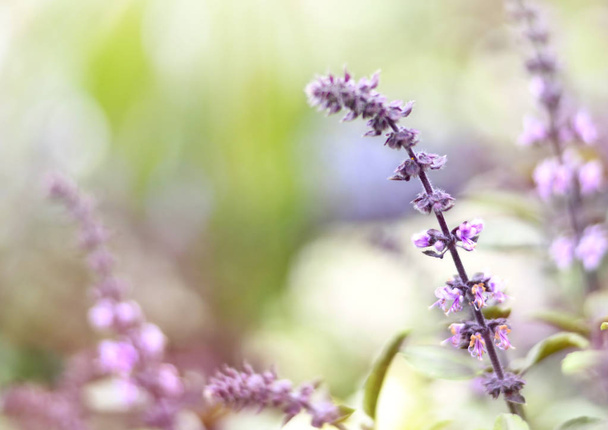 violette tote Brennnesseln - Foto, Bild