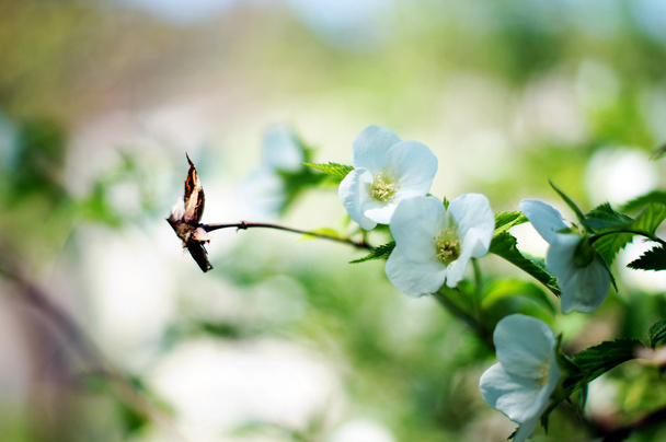 Kevät aika: kukkivat jasmiini pensaat puutarhassa
 - Valokuva, kuva