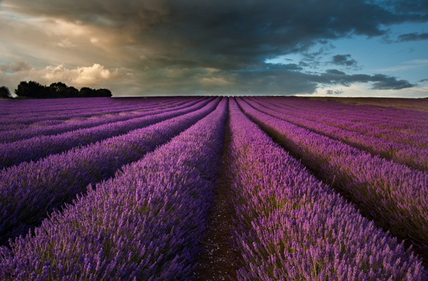 wunderschöne Lavendelfeldrandschaft mit dramatischem Himmel - Foto, Bild