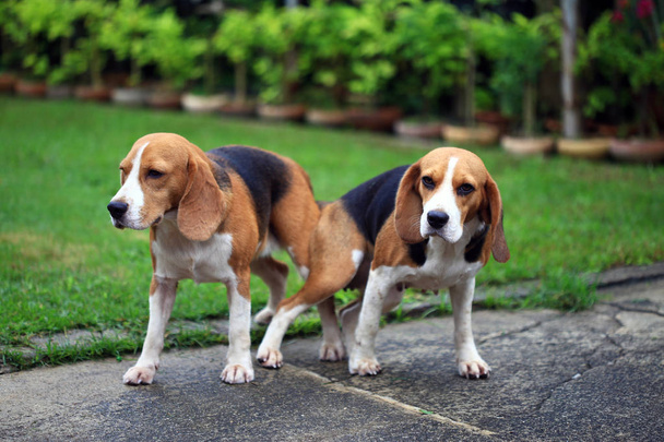 dos pura raza beagle perro haciendo el amor en un jardín
 - Foto, imagen