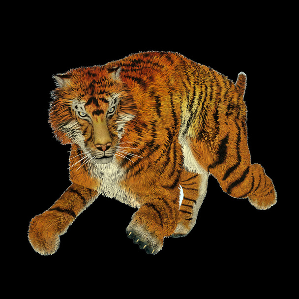 Tigre en marche
 - Photo, image
