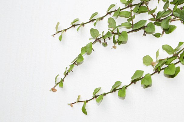A planta rastejante verde em uma parede branca cria um fundo bonito
 - Foto, Imagem
