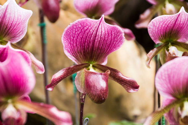 Orchidée Paphiopedilum en Doi Tung, Chiang Rai, Thaïlande
 - Photo, image