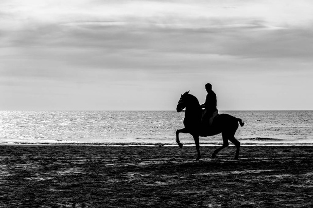 Άλογο ιππασίας σιλουέτα στην παραλία. Μαύρο και whitte - Φωτογραφία, εικόνα