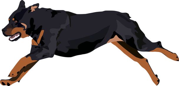 Rottweiler cão está correndo
.  - Vetor, Imagem