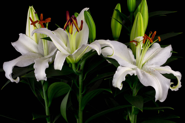 lilia biała kwiaty - Zdjęcie, obraz