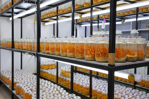 Cordyceps militaris fresco in bottiglie di vetro
 - Foto, immagini