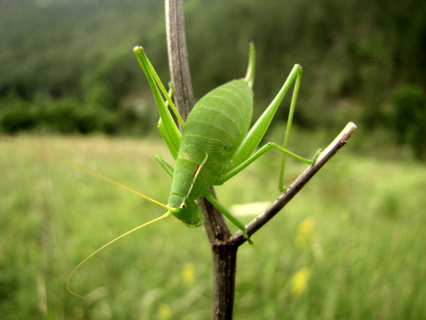 Macro shot of green grasshopper standing on a dry twigs - Photo, Image