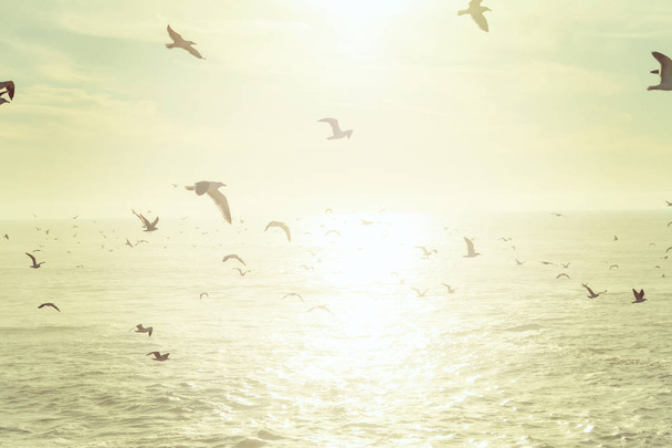 海を飛ぶカモメの群れ - 写真・画像