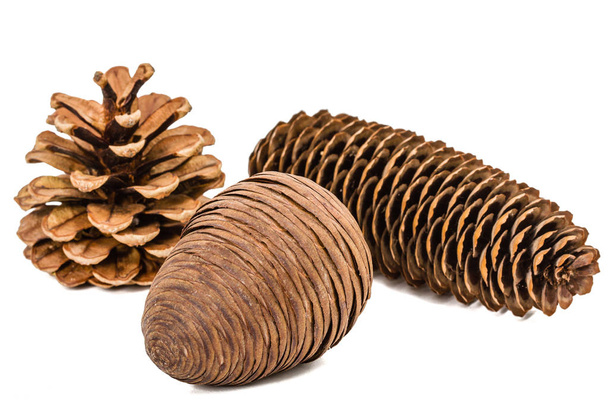 Lindos cones de pinheiro isolados em um fundo branco
 - Foto, Imagem