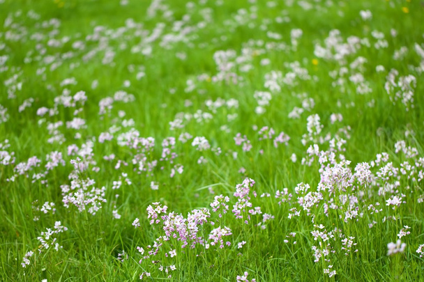 weide lente - Foto, afbeelding