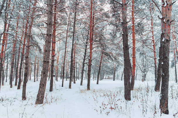 Frosty winter landscape in snowy forest. Pine branches covered with snow in cold winter weather. Christmas background with fir trees and background of winter - Foto, afbeelding