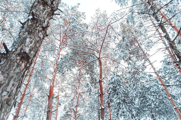 Морозний зимовий пейзаж у засніженому лісі. Соснові гілки вкриті снігом в холодну зимову погоду. Різдвяний фон з ялинками і тлом зими
 - Фото, зображення
