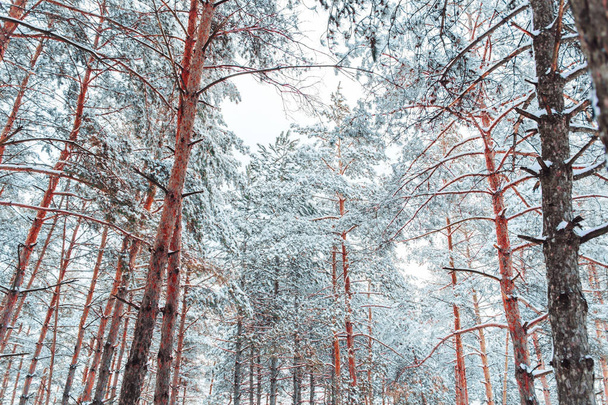 雪に覆われた森林の凍るような冬の風景。松の枝は、寒い冬の天候で雪で覆われています。クリスマスの背景にモミの木、冬の背景 - 写真・画像