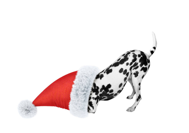 Dalmatian dog in a santa hat  - Фото, зображення